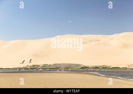 Pelikane in der Lagune von Sandwich Harbour, mit Dünen ca. 100 m, Walvis Bay, Erongo, Namibia, Afrika. Stockfoto