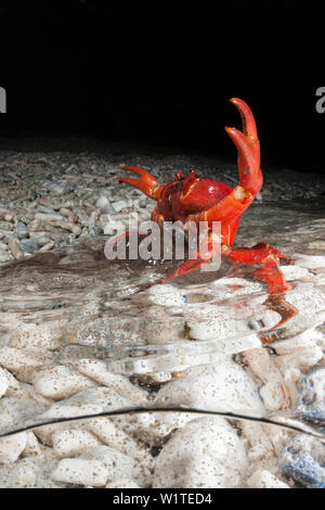 Christmas Island Red Crab release Eier in Ozean, Gecarcoidea natalis, Christmas Island, Australien Stockfoto