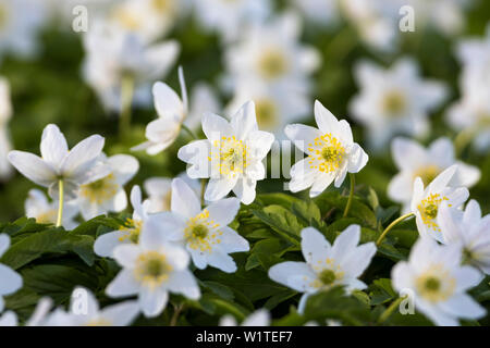 Buschwindröschen in Buchenwald im Frühjahr, Anemone officinalis, Nationalpark Hainich, Thüringen, Deutschland, Europa Stockfoto