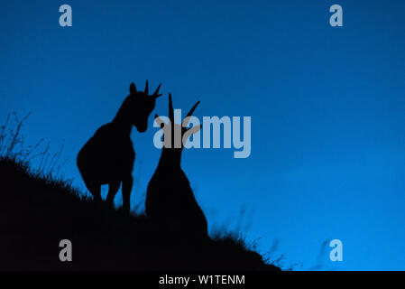 Dawn, berg, berge, Landschaft, Steinbock Silhouette am Morgen, Steinböcke, Alpen, Allgäu, Bayern, Deutschland Stockfoto