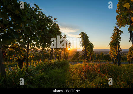 Weinberge, Sonnenuntergang, Ehrenstetten, in der Nähe von Freiburg im Breisgau, Markgräflerland, Schwarzwald, Baden-Württemberg, Deutschland Stockfoto