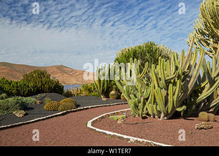 Kaktus Garten im Museum Museo del Queso Majorero und Molino de Antigua in Antigua, Fuerteventura, Kanarische Inseln, Islas Canarias, Atlantik, Stockfoto