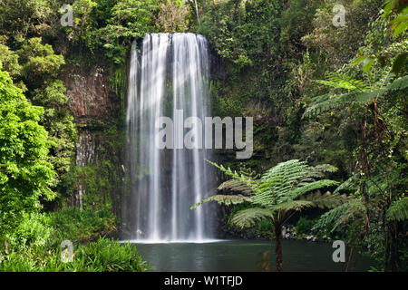 Millaa Millaa Falls, Atherton Tablelands, Queensland, Australien Stockfoto