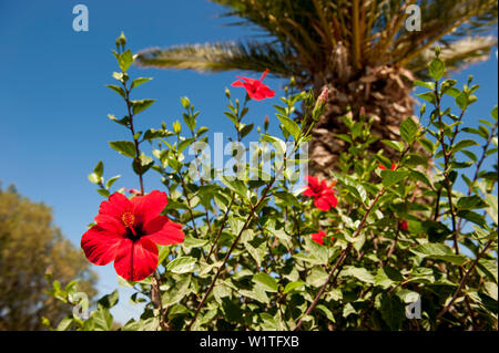 Hibiskus Blume, Rose von Sharon, blüte, blume, Kreta, Griechenland, Europa Stockfoto
