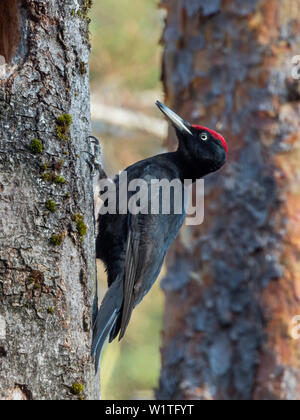 Schwarzspecht, dryocopus Martius, männlich, Bayern, Deutschland, Europa Stockfoto