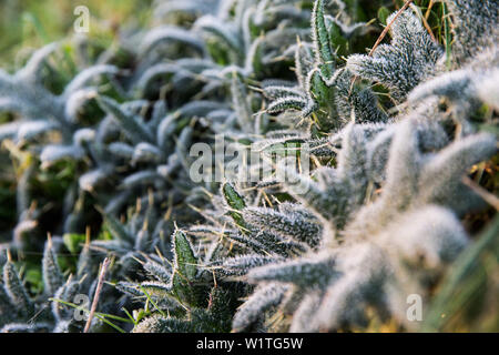 Wiese bedeckt mit Morgentau auf einem Herbsttag, Allgäu, Bayern, Deutschland Stockfoto