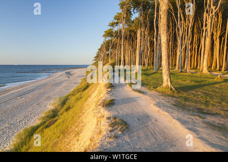 Weg entlang der Klippen und Buchenwald in Nienhagen, Ostsee, Mecklenburg-Vorpommern, Norddeutschland, Deutschland, Europa Stockfoto