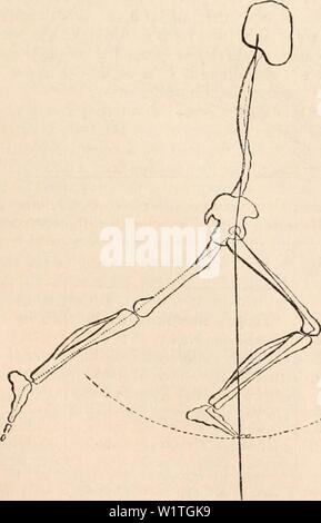 Archiv Bild ab Seite 482 Der cyclopaedia von Anatomie und. Die cyclopaedia von Anatomie und Physiologie cyclopdiaofana 03 Todd Jahr: 1847 Abb. 258. Fis. 259. Stockfoto