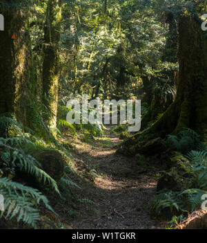 Lake Waikaremoana Great Walk, Hawke's Bay, North Island, Neuseeland, Ozeanien Stockfoto