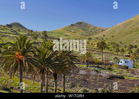 Finca in Haria, Lanzarote, Kanarische Inseln, Islas Canarias, Spanien, Europa Stockfoto