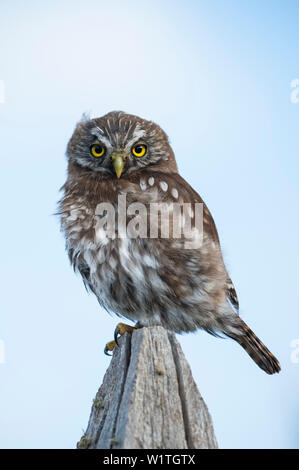 Eine Austral pygmy-Owl (Glaucidium nana) ruht auf einem fencepost auf Fuerte Bulnes, einem restaurierten historischen Fort etwa 60 Kilometer südlich von Punta Arenas, ne Stockfoto