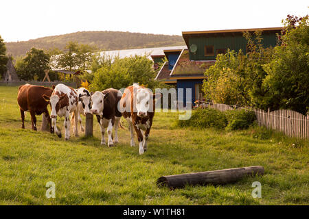 Ferienhaus Schoeneweiss mit freundlichen Kühe in einem Feld, Vöhl, Hessen, Deutschland, Europa Stockfoto