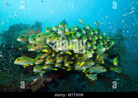 Fischschwarm von gelb-Band Süßlippen, Plectorhinchus Polytaenia, Raja Ampat, West Papua, Indonesien Stockfoto