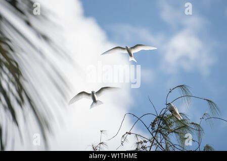 Zwei weiße Terns (Gygis alba), auch als Fee Seeschwalben bekannt, fliegen über eine dritte weiße Seeschwalbe ruht in der äußeren Zweige eines Baumes, Jabor Insel, jaluit an Stockfoto