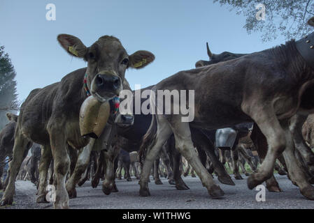 Kühe tragen Glocken für den Almabtrieb, Stillachtal, Oberallgaeu, Allgaeu, Oberallgaeu, Alpen, Deutschland Stockfoto