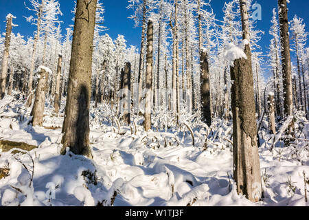 Winter Landschaft mit Wald, Schierke, Brocken, Harz, Nationalpark Harz, Sachsen, Deutschland Stockfoto