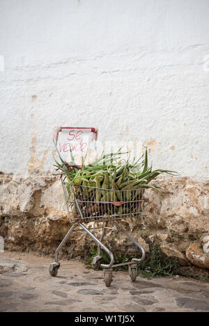Shopping Cart mit Aloe Vera für Verkauf in den Gassen von Villa de Leyva, Departamento Boyacá, Kolumbien, Südamerika Stockfoto