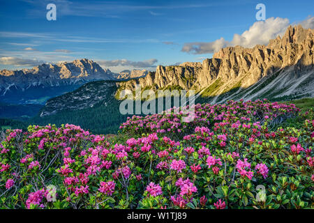 Alpenrosen blühen vor Monte Cristallo und Croda di Lago, Dolomiten, UNESCO Weltnaturerbe Dolomiten, Venetien, Italien Stockfoto