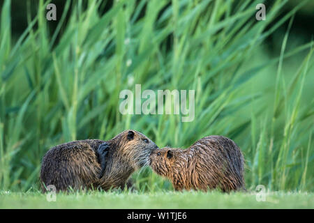 Biosphärenreservat Spreewald, Deutschland, Naherholungsgebiet, Wüste, zwei Biber in der Nähe des Flusses Stockfoto