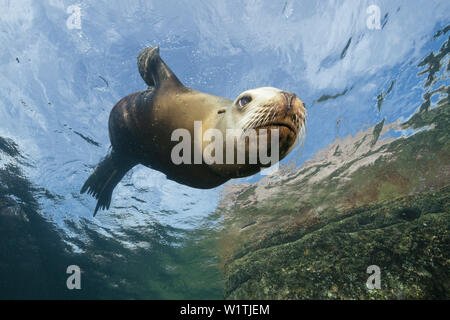 Weibliche California Sea Lion, zalophus californianus, La Paz, Baja California Sur, Mexiko Stockfoto