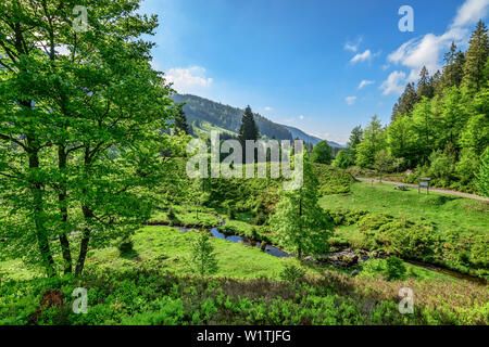 Stream von klusen - Moräne, Feldberg, Albsteig, Schwarzwald, Baden-Württemberg, Deutschland Stockfoto