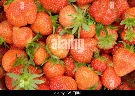 Eine Nahaufnahme von vielen frisch gepflückte rote Erdbeeren mit grünem Stengel Stockfoto