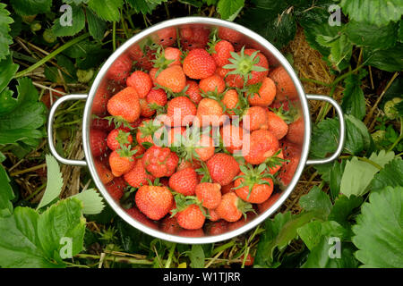 Eine silberne Sieb voller frisch gepflückte rote Erdbeeren sitzen in der Mitte der grüne Erdbeerpflanzen Stockfoto