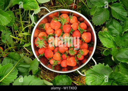 Eine silberne Sieb voller frisch gepflückte rote Erdbeeren sitzen in der Mitte der grüne Erdbeerpflanzen Stockfoto