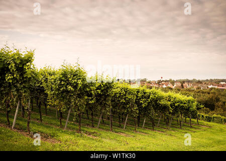 Weinbaugebiet mit Blick in Kressbronn, Hopfen Anbaugebiet in Tettnang, Bodensee, Baden-Württemberg, Deutschland Stockfoto