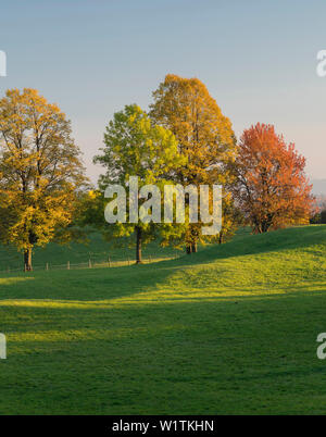 Herbst - farbige Bäume in den Wienerwald, Zoblhof, Lower Austria, Austria Stockfoto