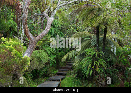 Le Trou de fer Weg zum View Point, der Forêt de Bebour, Reunion, Frankreich Stockfoto