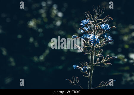 Berg Blume im Licht, E5, Alpenüberquerung, 1. Stufe zu Kemptnerhütte Sperrbachtobel Oberstdorf, Allgäu, Bayern, Alpen, Deutschland Stockfoto