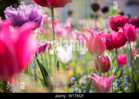 Bunte Blumen im Garten des Neuen Schlosses in der Altstadt von Bayreuth Stadt, Frankonia, Bayern, Deutschland Stockfoto