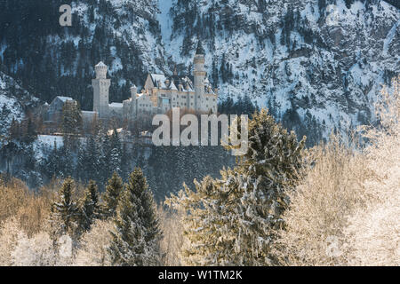 Schloss Neuschwanstein, Schwangau, Allgäu, Bayern, Deutschland Stockfoto