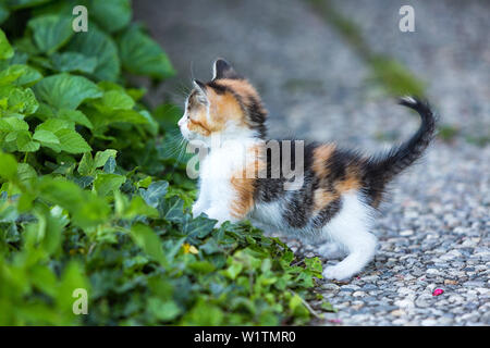 Dreifarbige Katze Baby in rot-weiß-schwarzen Fell spielt Zwischen grünen Pflanzen auf der Terrasse Kante Stockfoto