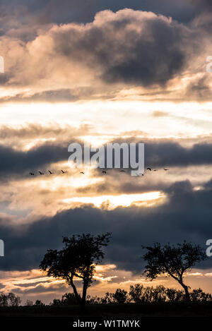 Silhouette der Kraniche fliegen über ein Feld, Flug, Vogelzug, grus Grus, Herbst, Stork Village, Fehrbellin, Linum, Storchendorf, Brandenburg Stockfoto