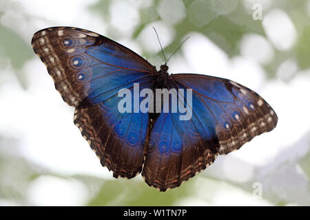 Schmetterling im botanischen Garten, Botanischer Garten, München, Bayern, Deutschland Stockfoto