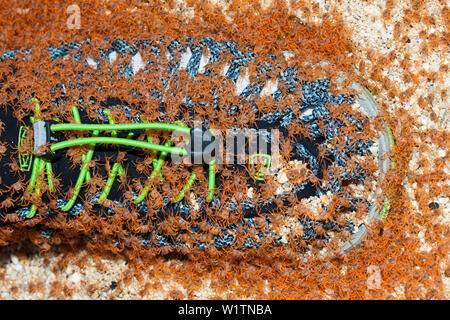 Kinder Krabben wieder an Land, Gecarcoidea natalis, Christmas Island, Australien Stockfoto