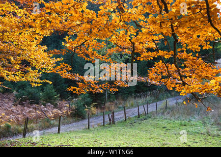Buche im Herbst, Fagus sylvatica, Trail, Deutschland, Europa Stockfoto