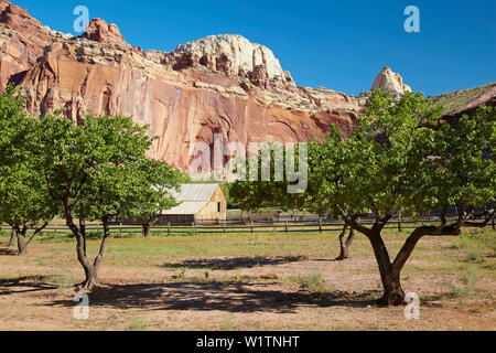 Scheune in der Nähe von Gifford Bauernhaus (1908), Fruita Historic District, Capitol Reef National Park, Utah, Arizona, USA, Nordamerika Stockfoto