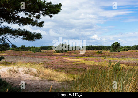 Heather in Dünen, Calluna vulgaris, Naturschutzgebiet, Insel Hiddensee, Mecklenburg-Vorpommern, Deutschland, Europa Stockfoto