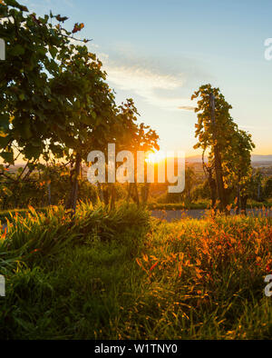 Weinberge, Sonnenuntergang, Ehrenstetten, in der Nähe von Freiburg im Breisgau, Markgräflerland, Schwarzwald, Baden-Württemberg, Deutschland Stockfoto