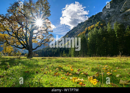 Berg Ahorn mit Karwendels im Hintergrund, großer Ahornboden, Eng, Naturpark Karwendel, Karwendel, Tirol, Österreich Stockfoto