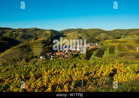 Dorf in der Weinberge im Herbst, Schelingen, Kaiserstuhl, Baden-Württemberg, Deutschland Stockfoto