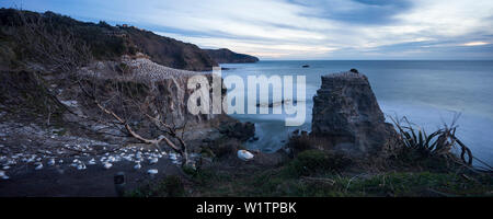 Muriwai Beach, Waitakere Ranges Regional Park, Auckland, Nordinsel, Neuseeland, Ozeanien Stockfoto