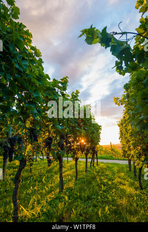 Weinberge, Sonnenuntergang, Ehrenstetten, in der Nähe von Freiburg im Breisgau, Markgräflerland, Schwarzwald, Baden-Württemberg, Deutschland Stockfoto