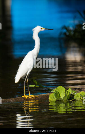 Ein Seidenreiher (Egretta garzetta) steht auf einem Baumstamm in einer Amazonas Nebenfluss, Virasalla, Para, Brasilien, Südamerika Stockfoto