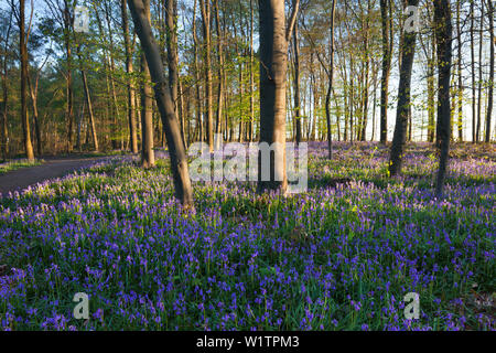 Bluebells Hyacinthoides non-scripta in einem Wald, in der Nähe von Hückelhoven, Nordrhein-Westfalen, Deutschland Stockfoto