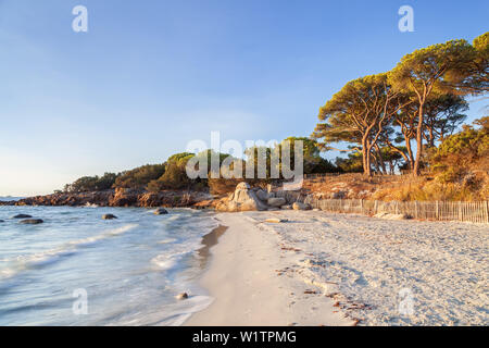 Strand Plage de Palombaggia im Süden in der Nähe von Porto-Vecchio, Korsika, Korsika, Südfrankreich, Frankreich, Südeuropa, Europa Stockfoto