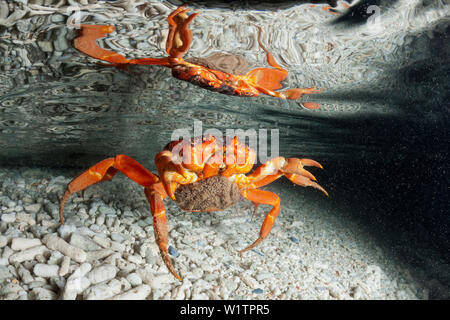 Christmas Island Red Crab release Eier in Ozean, Gecarcoidea natalis, Christmas Island, Australien Stockfoto